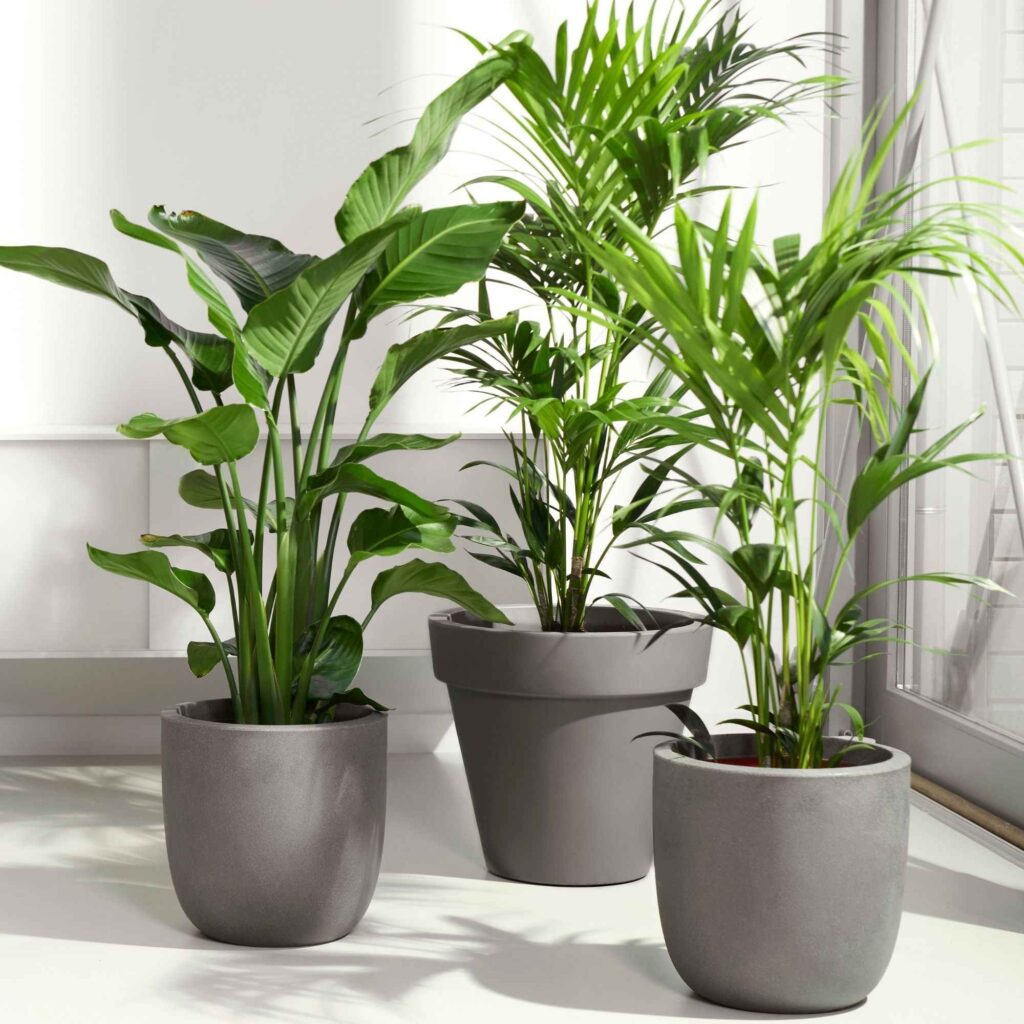 Trois plantes différentes avec des pots gris