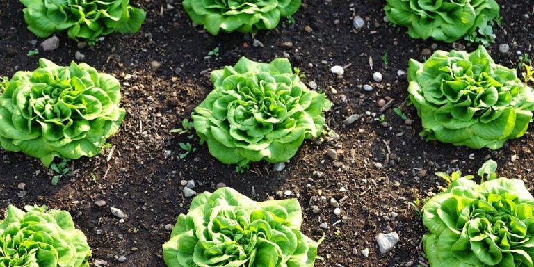 Plant dans la terre
