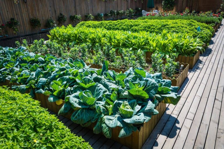 Plants dans des bacs de jardinage sur une plate-forme de bois