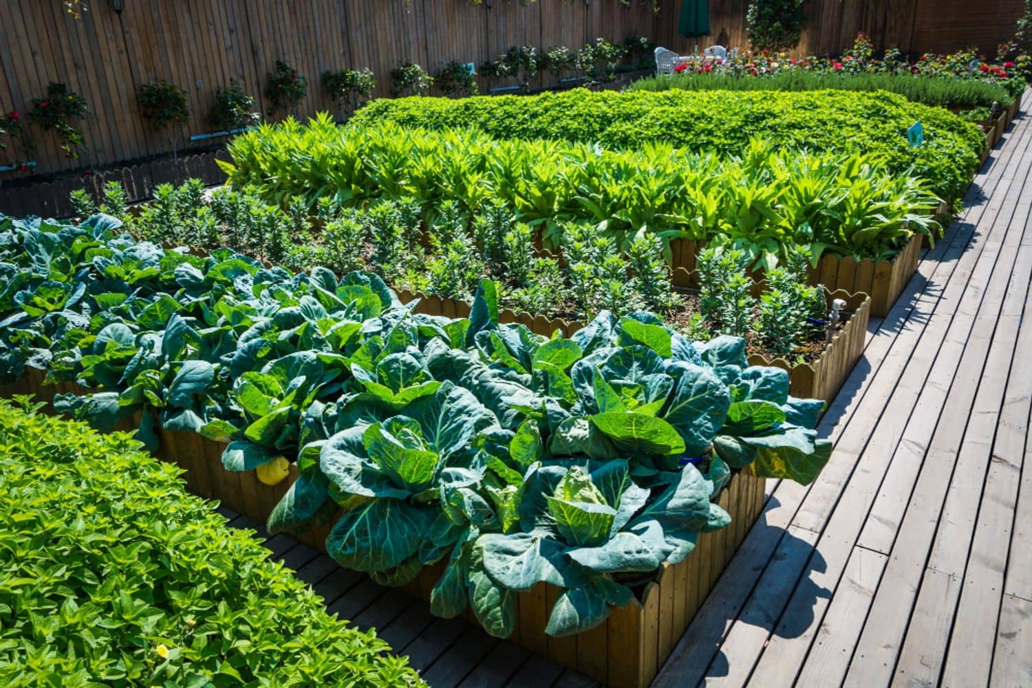 Plants dans des bacs de jardinage sur une plate-forme de bois