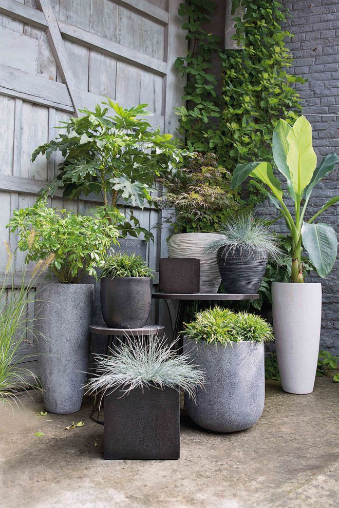 Diverse plante dans des pots de différente taille et couleur