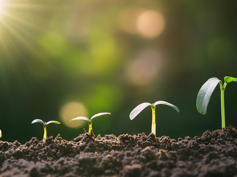 Rayon de soleil qui illumine les feuille des plantes entrain de pousser dans la terre