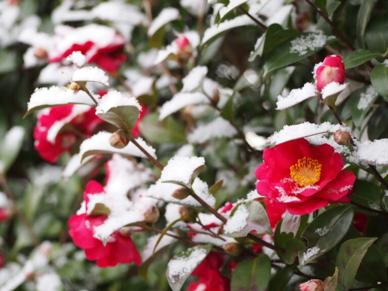 Fleurs rose recouverte de neige
