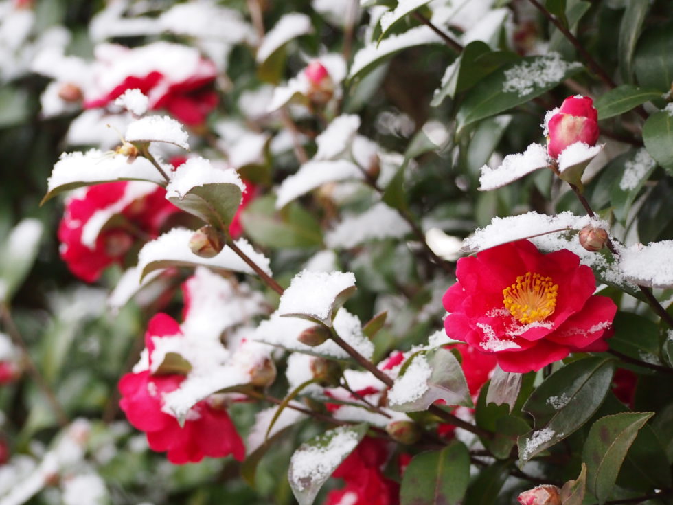 Fleurs rose recouverte de neige